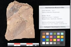 Foto (Objekt + Etikett) von Quercus palaeoilex Ettingshausen (NHMW-GEO-2024-0188-0806)